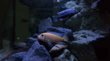 Aquarium Becken 39816