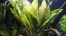 Echinodorus osiris green