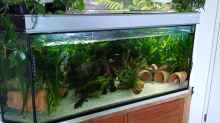 Komplett Ansicht Axolotl Aquarium 
