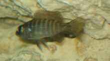 Junior, Scienochromis Fryeri
