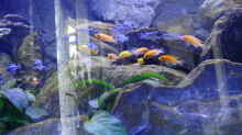 Aquarium Becken 40731