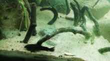 Aquarium Flussmündung - nur noch Beispiel