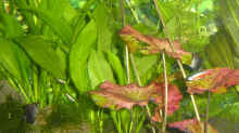 Pflanzen im Aquarium Becken 4103