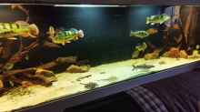 Aquarium Amazonas 4500l
