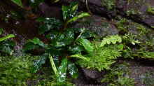 Bucephalandra spec. Wavy Green Leaf