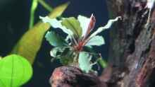 Bucephalandra sp. red