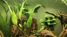 Pflanzen im Aquarium Amazonas-Welsbecken