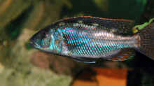 Nimbochromis Fuscoteaniatus