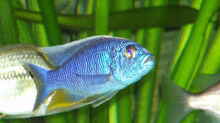 Scienochromis Fryeri M