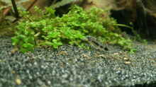 Corydoras habrosus auf Bodengrund. Wirklich niedliche kleine Kerlchen.