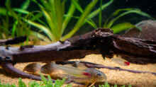 Corydoras sterbai & Rotkopfsalmler