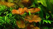 Nymphaea lotus var. rubra