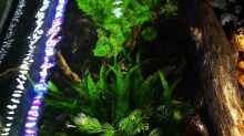 Pflanzen im Aquarium Mystische  Waldquelle