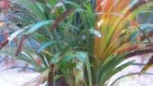 Pflanzen im Aquarium Becken 4266