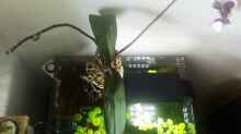 Beckenansicht von oben, mit der Emersen Orchidee auf der Moorwurzel