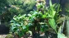 Baumstamm bepflanzt mit Anubias mini 