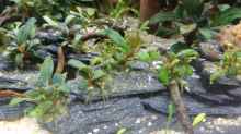 Bucephalandra spec. Serimbu Brown