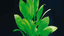 Echinodorus bleheri (Schwertpflanze)