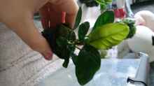 Anubias Coffeifolia