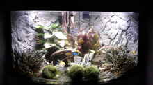 Aquarium Hauptansicht von Juwel Trigon 190 LED SBX white