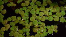 Phyllanthus fluitans, Schwimmende Wolfsmilch