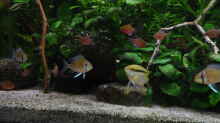 Besatz im Aquarium Amazonas 390