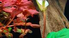 Blüte einer Anubias coffefolia