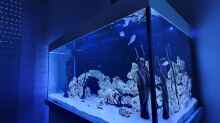 Aquarium Kugelfisch Brackwasser
