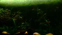 Pflanzen im Aquarium Becken 4326