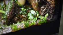Bucephalandra sp. Needle Leaf