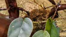 Begonia schulzei - erste Blüte