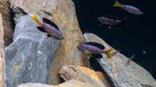 Cyprichromis leptosoma ´Jumbo Kitumba´