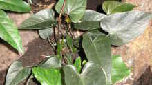Anthurium andreanum ´Schwarz´