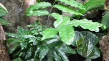 Castanospermum australis