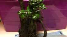 29.04.2021 große Moorkienwurzel mit Anubias bonsai