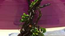 29.04.2021 kleine Moorkienwurzel mit Anubias bonsai