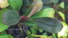 Schönheit der bucephalandra 