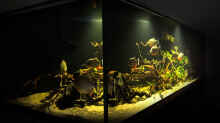 Aquarium Piranha-Aquarium
