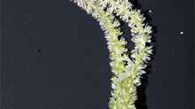 Blütenstand von Aponogeton ulvaceus
