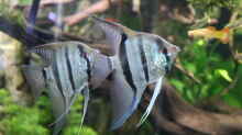 (Paar) Skalar, Pterophyllum