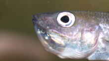 Cyprichromis leptosoma ´mpulungu´