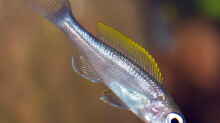 Cyprichromis leptosoma ´mpulungu´