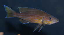 Paracyprichromis brieni ´Izinga´ WF