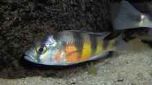 Haplochromis sp. Zebra-obliquidens