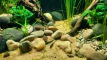 Aquarium Betta jungle -aufgelöst-