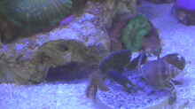 Krabbe und Schnecken