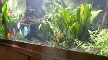Aquarium Becken 4412