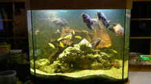 Dekoration im Aquarium Becken 4412