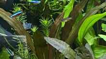 Pflanzen im Aquarium Gesellschaftsbecken Eheim Incpiria