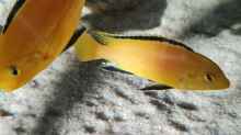 Labidochromis caeruleus yellow 2 Männchen